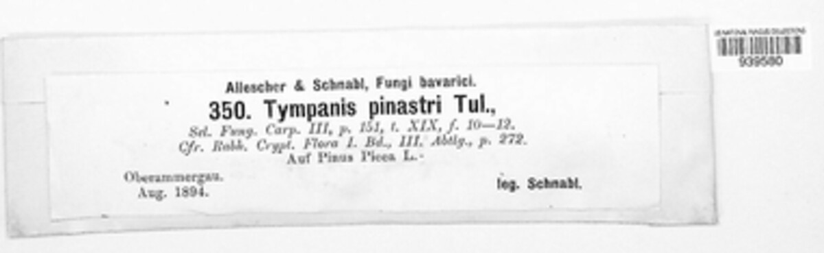 Tympanis pinastri image